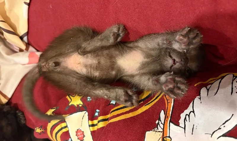 A baby medium-sized male Domestic Short Hair cat named Westley for adoption in New Orleans, LA