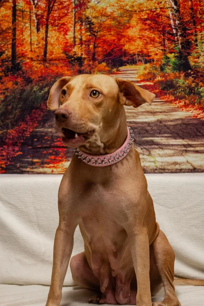 An adult medium-sized female Red / Chestnut / Orange Mixed Breed dog named Nellie for adoption in Dorr, MI