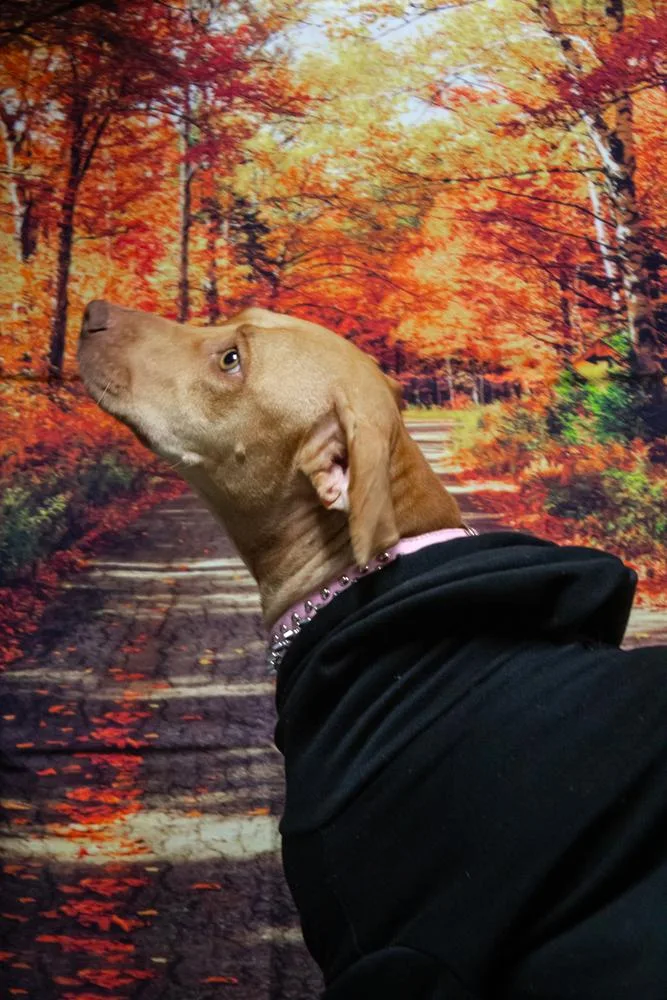 Nellie thumbnail 5