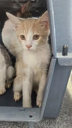 A baby small-sized male Domestic Short Hair cat named Neopets for adoption in West Chester, PA
