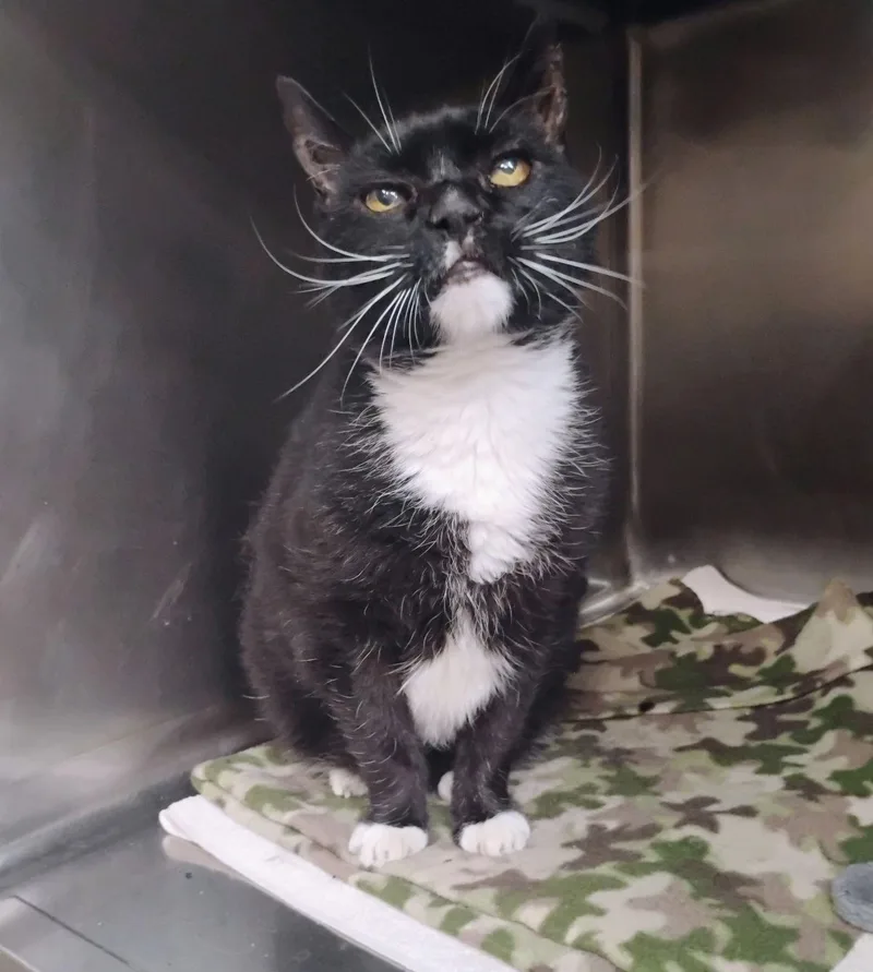 A senior medium-sized male Black & White / Tuxedo Domestic Short Hair cat named Harley for adoption in Lodi, CA