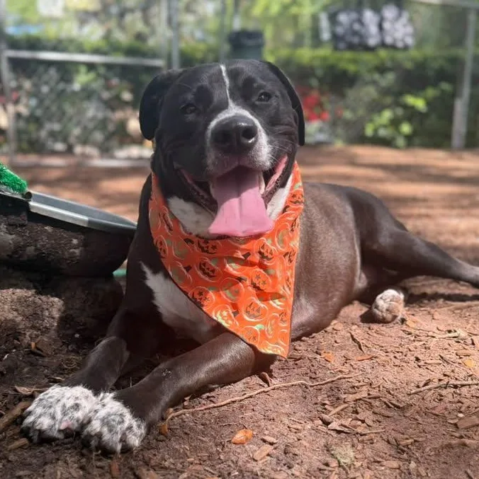 A young large-sized male Black Terrier dog named Maximus for adoption in St. Augustine, FL