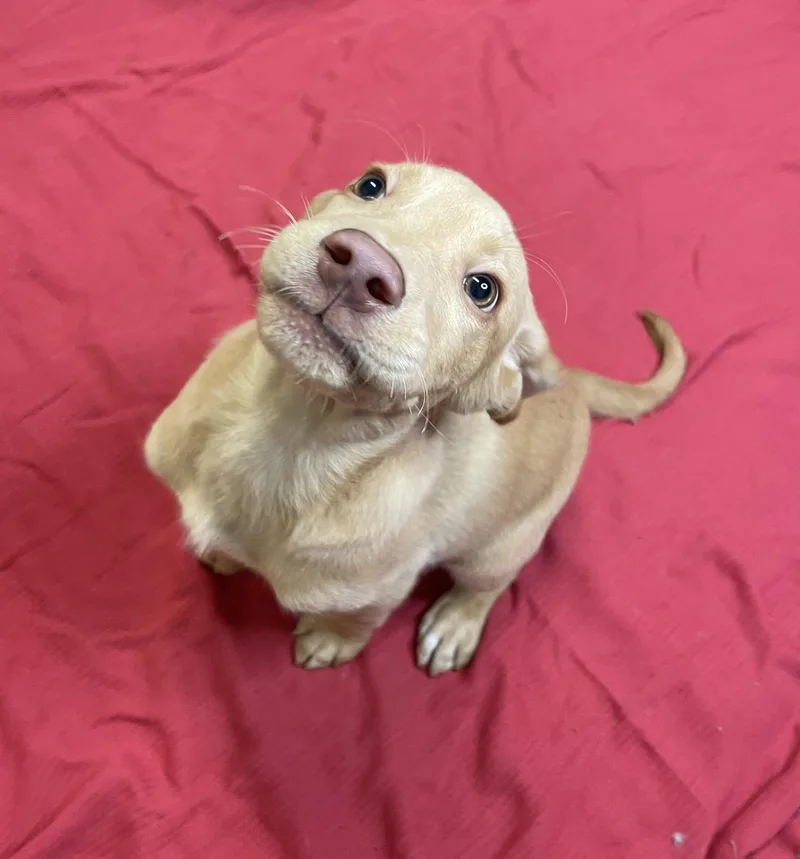A baby large-sized male Yellow / Tan / Blond / Fawn Yellow Labrador Retriever dog named Hello for adoption in Lacon, IL