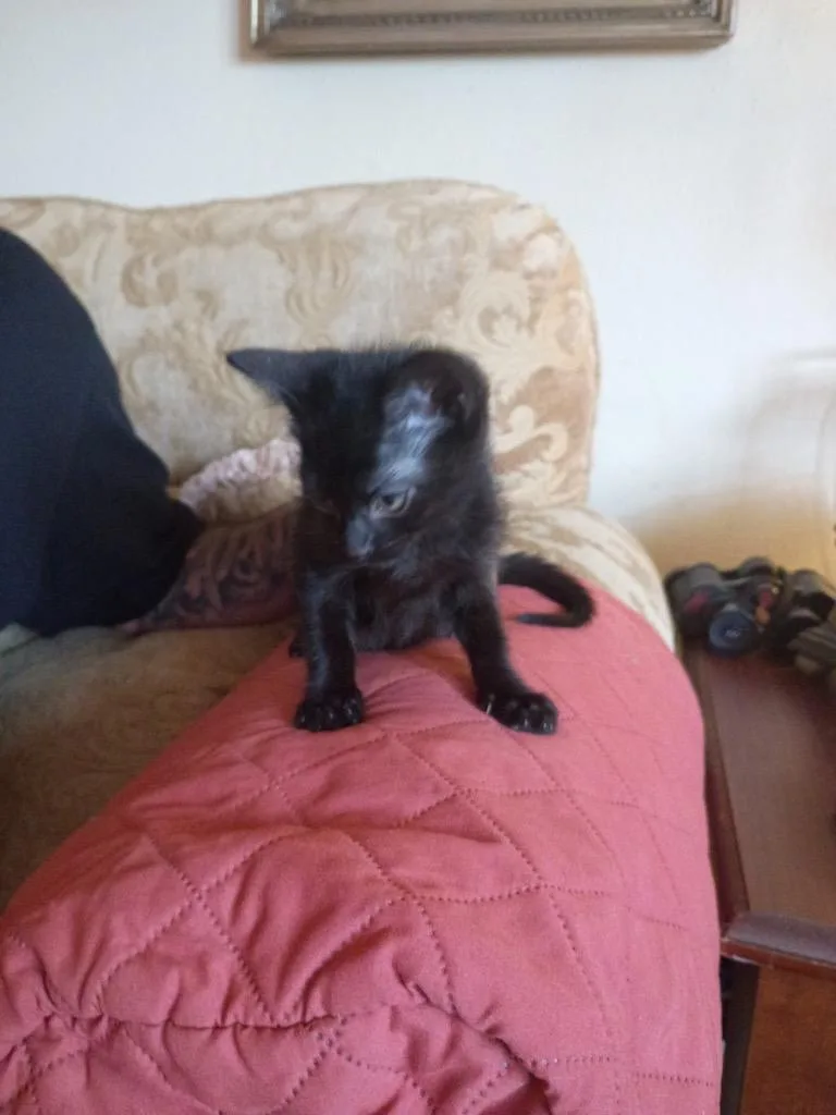 A baby medium-sized male Domestic Short Hair cat named Chico for adoption in San Antonio, TX