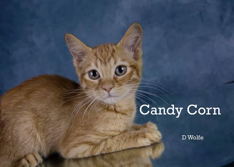 A baby medium-sized female Orange / Red Tabby cat named Candy Corn for adoption in York, NE