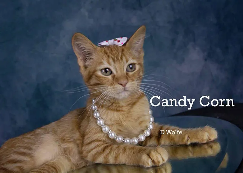 Candy Corn thumbnail 4