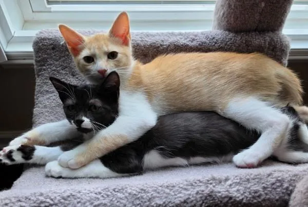 A baby medium-sized female Black & White / Tuxedo Domestic Short Hair cat named Leona & Lynx for adoption in Fort Mill, SC