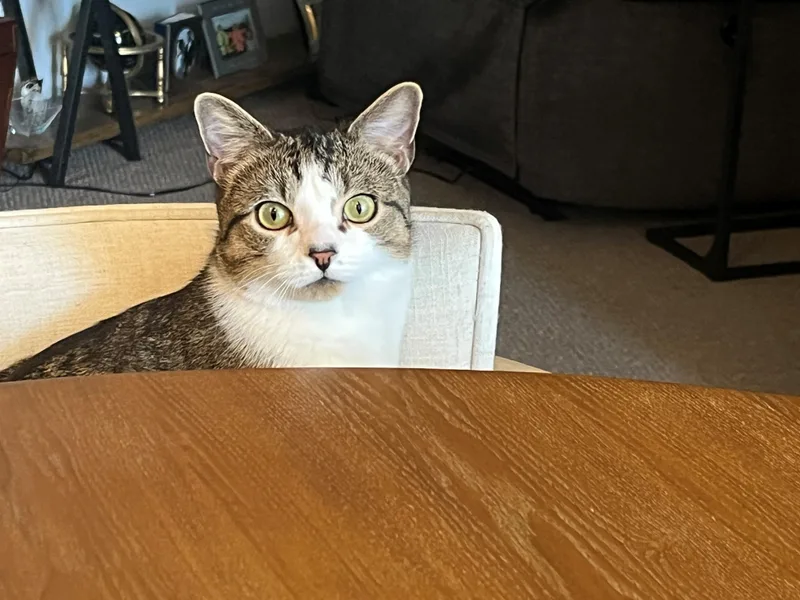 An adult medium-sized male Tabby (Brown / Chocolate) Domestic Short Hair cat named Jerry for adoption in Manassas, VA