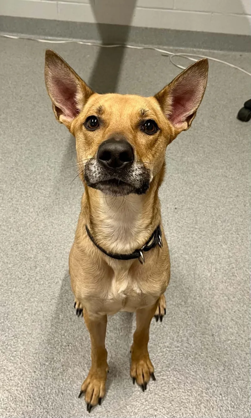 An adult medium-sized male Mixed Breed dog named Dutch for adoption in Moundsville, WV