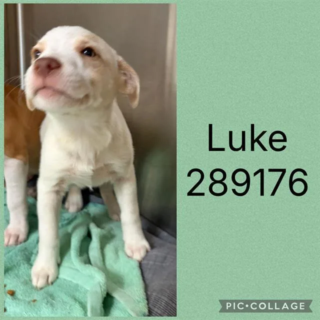 A baby small-sized male Mixed Breed dog named Luke for adoption in Macon, GA