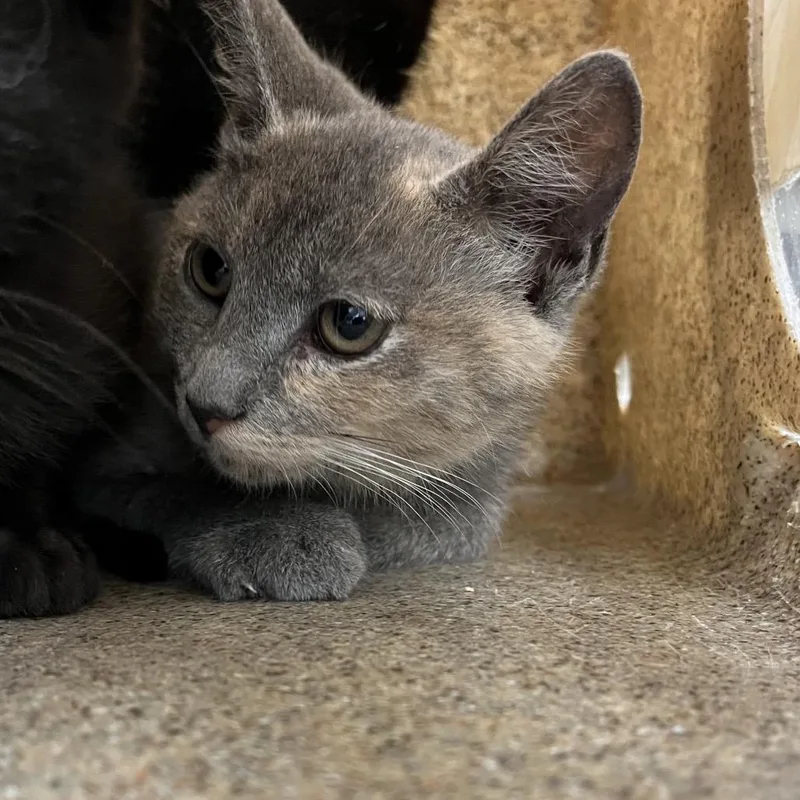 A baby small-sized female Black Domestic Medium Hair cat named Jotaro for adoption in Philadelphia, PA