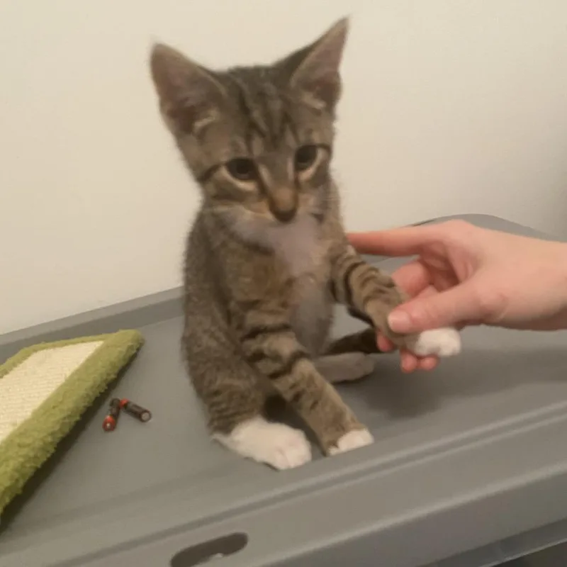 A baby small-sized male Brown / Chocolate Domestic Short Hair cat named Sal for adoption in Bel Air, MD