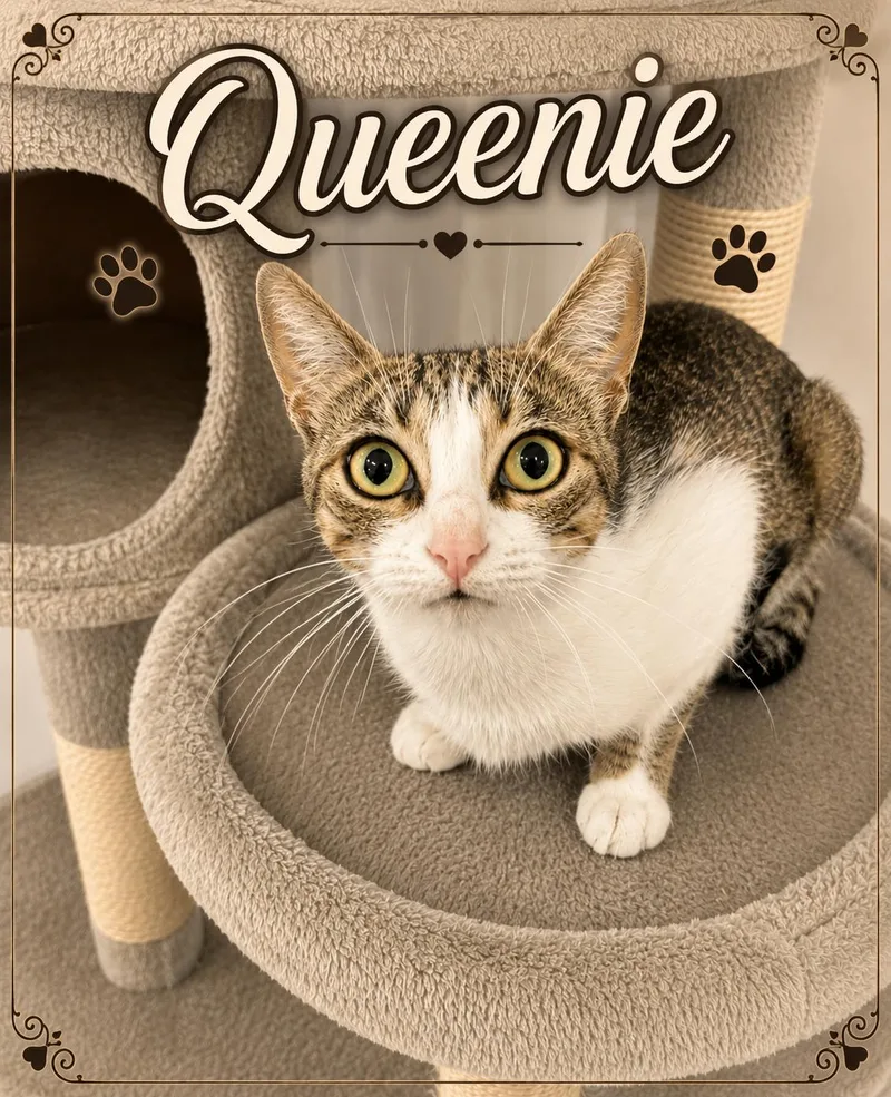 A young medium-sized female Gray & White Domestic Short Hair cat named Queenie for adoption in Spring Branch, TX