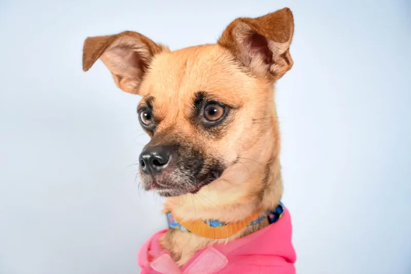 An adult small-sized female Chihuahua dog named Daisy Rose for adoption in Loveland, CO