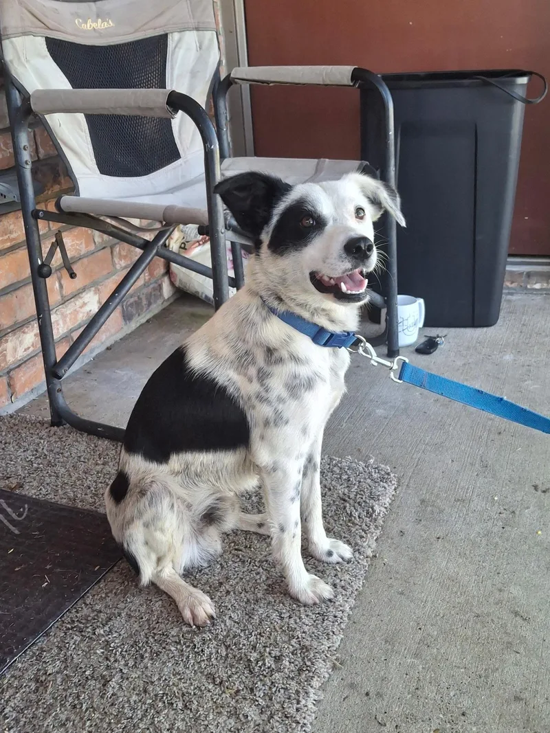 A young medium-sized male Australian Cattle Dog / Blue Heeler dog named Benny for adoption in Forney, TX