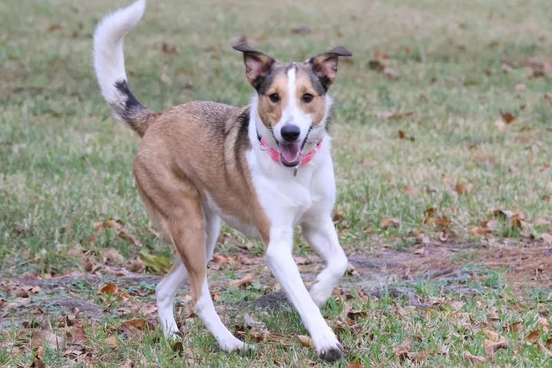 Mia And Milo thumbnail 2