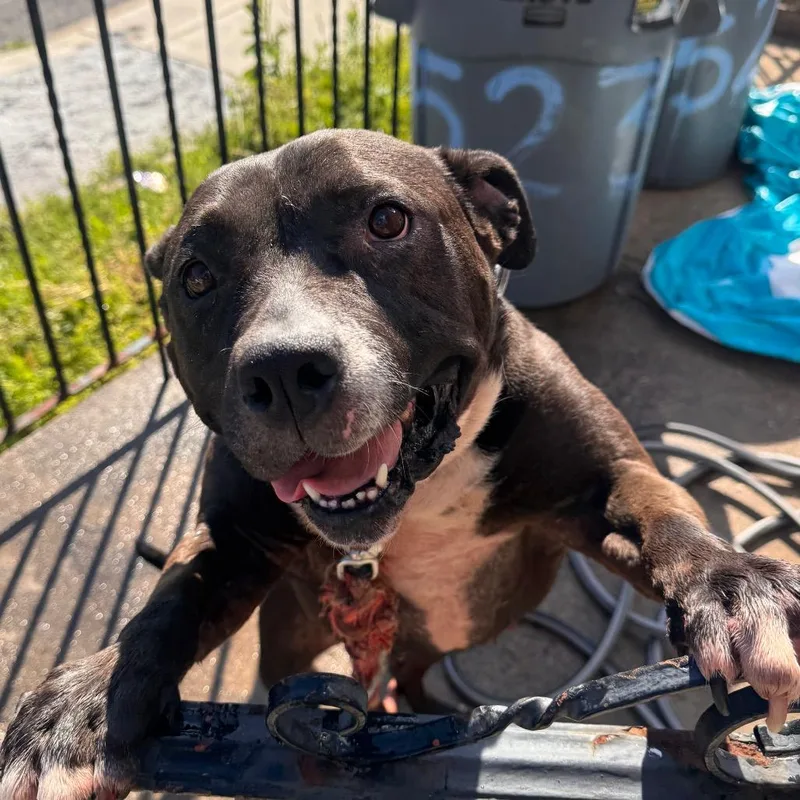 An adult medium-sized female Brown / Chocolate Pit Bull Terrier dog named Gelati for adoption in Philadelphia, PA