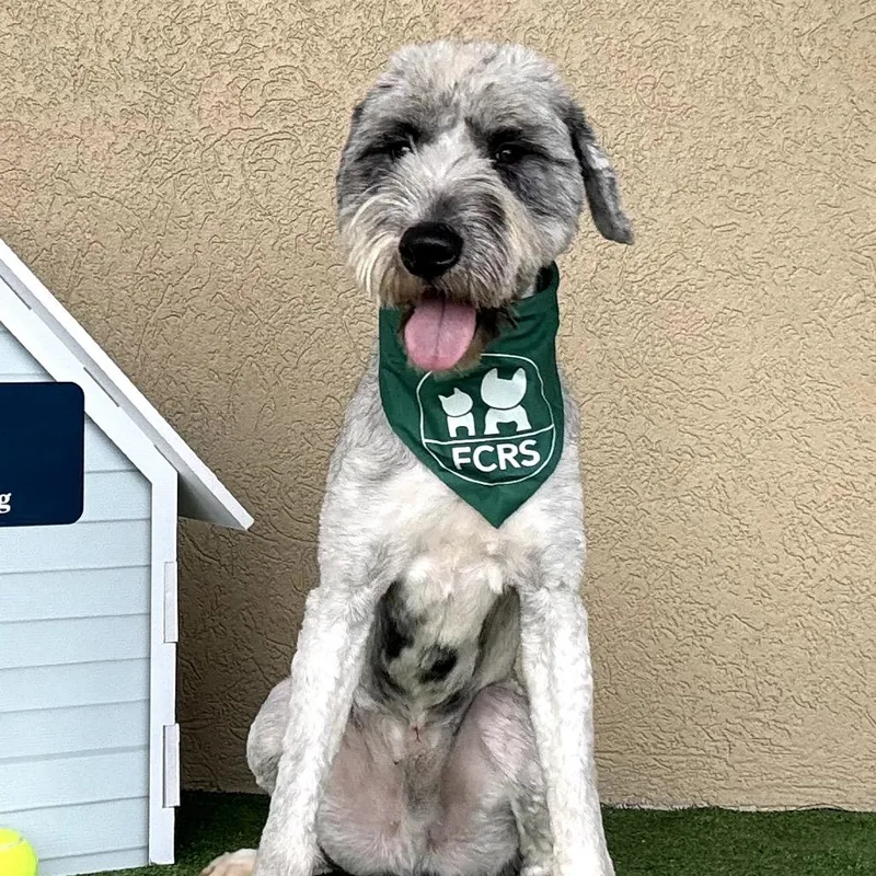 An adult medium-sized male Gray / Blue / Silver Australian Shepherd dog named Doug for adoption in Bessemer, AL