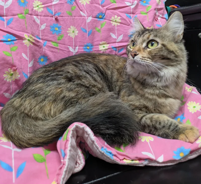 A young small-sized female Torbie Domestic Medium Hair cat named Maisie for adoption in Bisbee, AZ