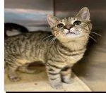 A baby small-sized male Tabby (Brown / Chocolate) Domestic Short Hair cat named Tutu for adoption in Raleigh, NC