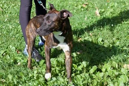 An adult medium-sized male Mixed Breed dog named Byson for adoption in West Chester, PA
