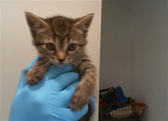 A baby small-sized female Domestic Short Hair cat named Samantha for adoption in Charlotte, NC