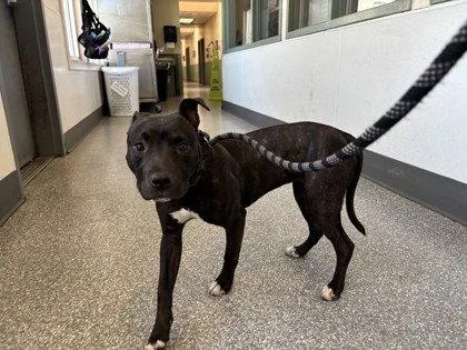 A baby medium-sized female Mixed Breed dog named Edamame for adoption in Oakland, CA