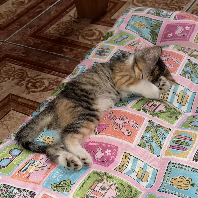 A baby medium-sized female Tortoiseshell Domestic Short Hair cat named Miss Luna Toes for adoption in Pacific Palisades, CA