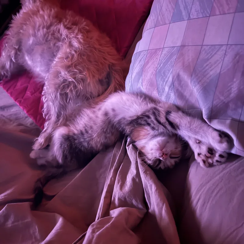 Miss Luna Toes thumbnail 2