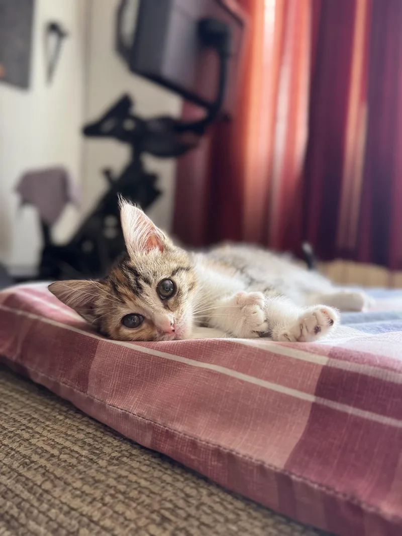 Miss Luna Toes thumbnail 4