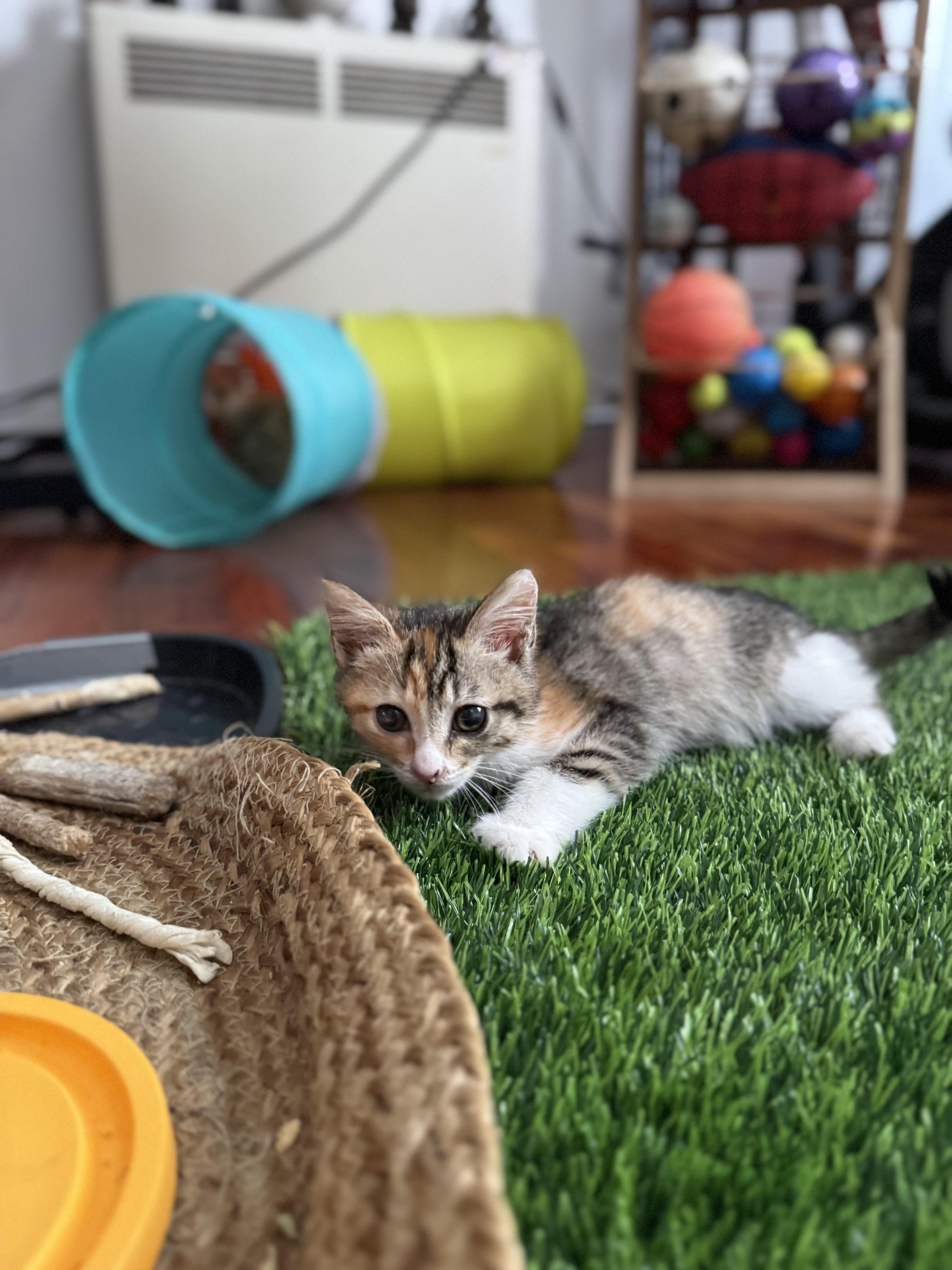 Miss Luna Toes thumbnail 5