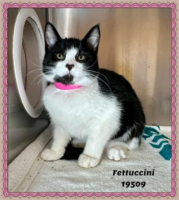 A baby small-sized female Black & White / Tuxedo Domestic Short Hair cat named Fettuccini for adoption in Marietta, GA