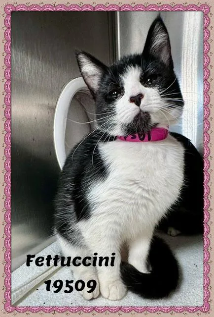 Fettuccini thumbnail 2