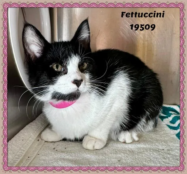 Fettuccini thumbnail 3