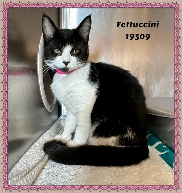 Fettuccini thumbnail 4