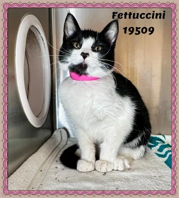 Fettuccini thumbnail 5