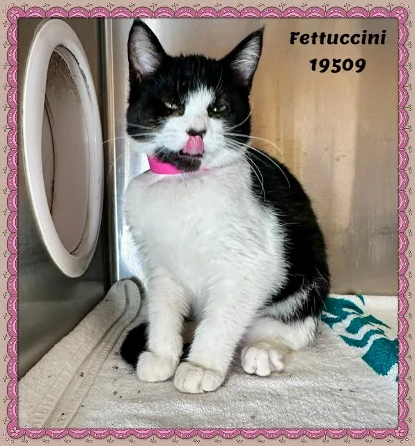 Fettuccini thumbnail 6