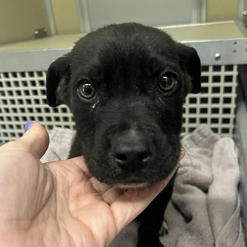 A baby small-sized male Black Mixed Breed dog named Paddington for adoption in Durango, CO