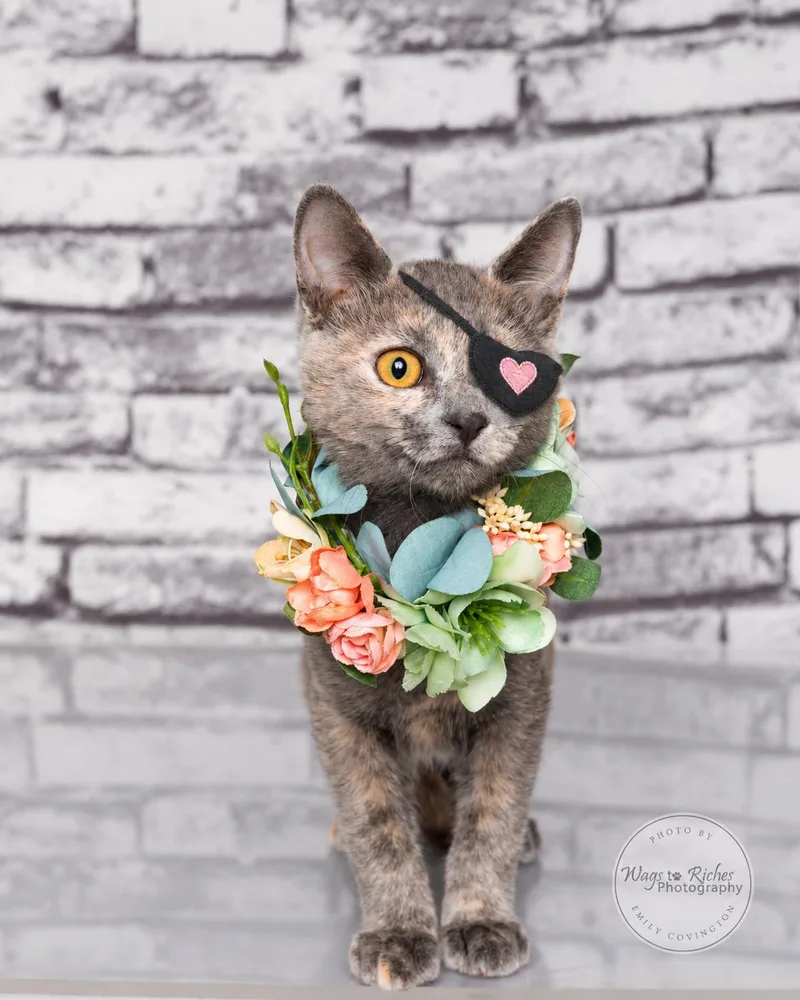 A baby medium-sized female Dilute Tortoiseshell cat named Cinnamon for adoption in Tuscaloosa, AL