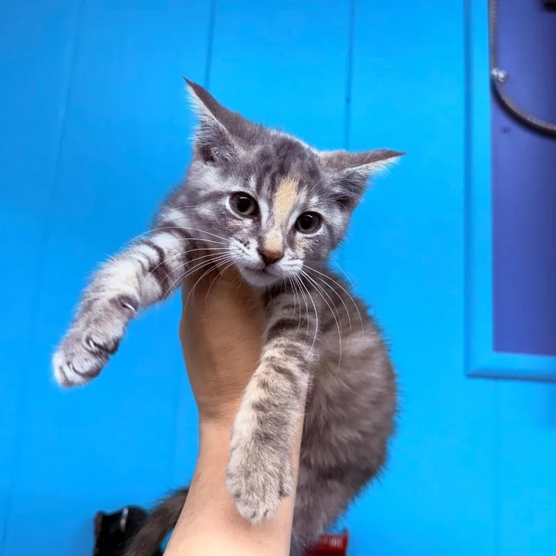 A baby large-sized female Domestic Short Hair cat named Sasha for adoption in Utica, MI