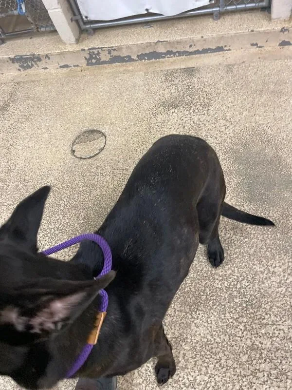 An adult large-sized female Brindle Mixed Breed dog named Amethyst for adoption in Cincinnati, OH