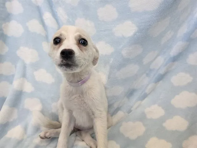 A baby small-sized female Australian Shepherd dog named B Jordan for adoption in Agoura, CA