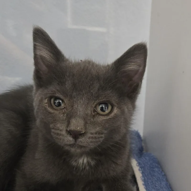 A baby small-sized female Gray / Blue / Silver Domestic Short Hair cat named Friday for adoption in Desert Hot Springs, CA