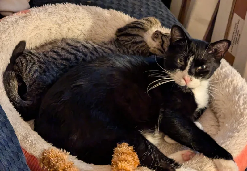 Pudding Pop thumbnail 2