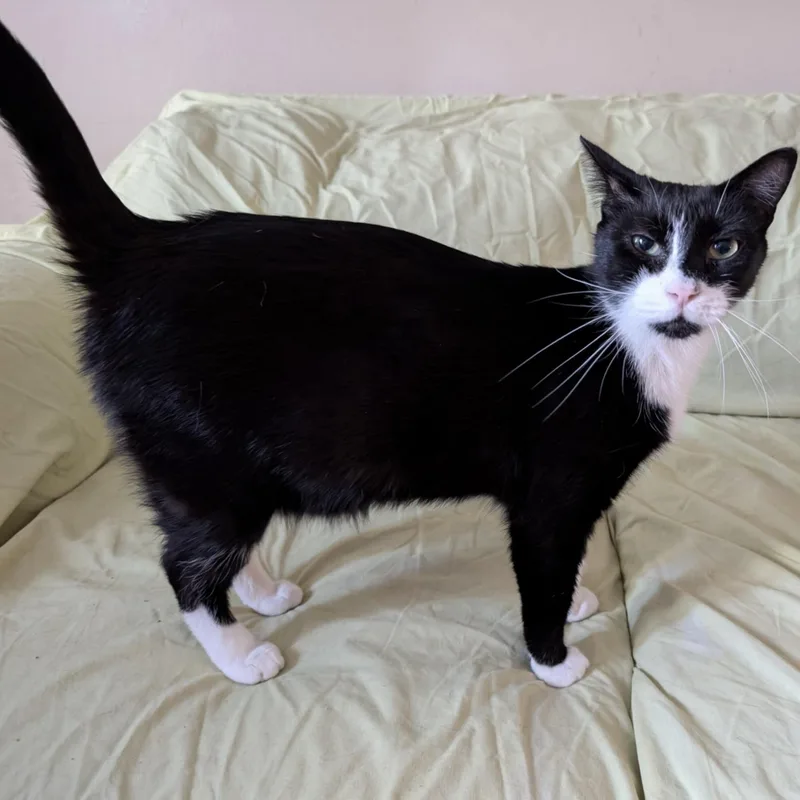 Pudding Pop thumbnail 3