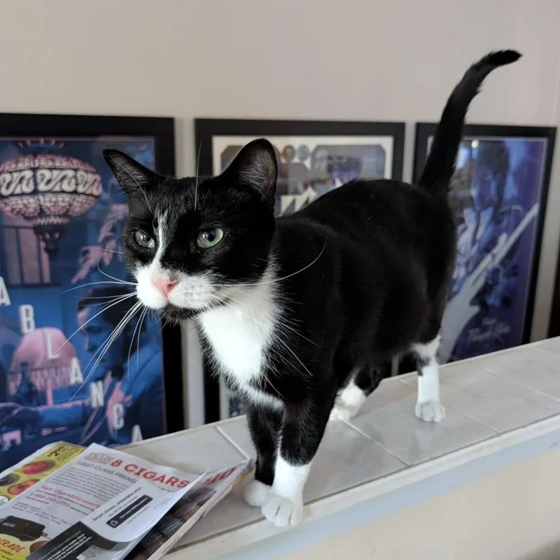 Pudding Pop thumbnail 4