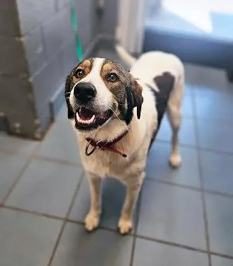 An adult large-sized female Brown / Chocolate Mixed Breed dog named Jenga for adoption in Nashville, TN