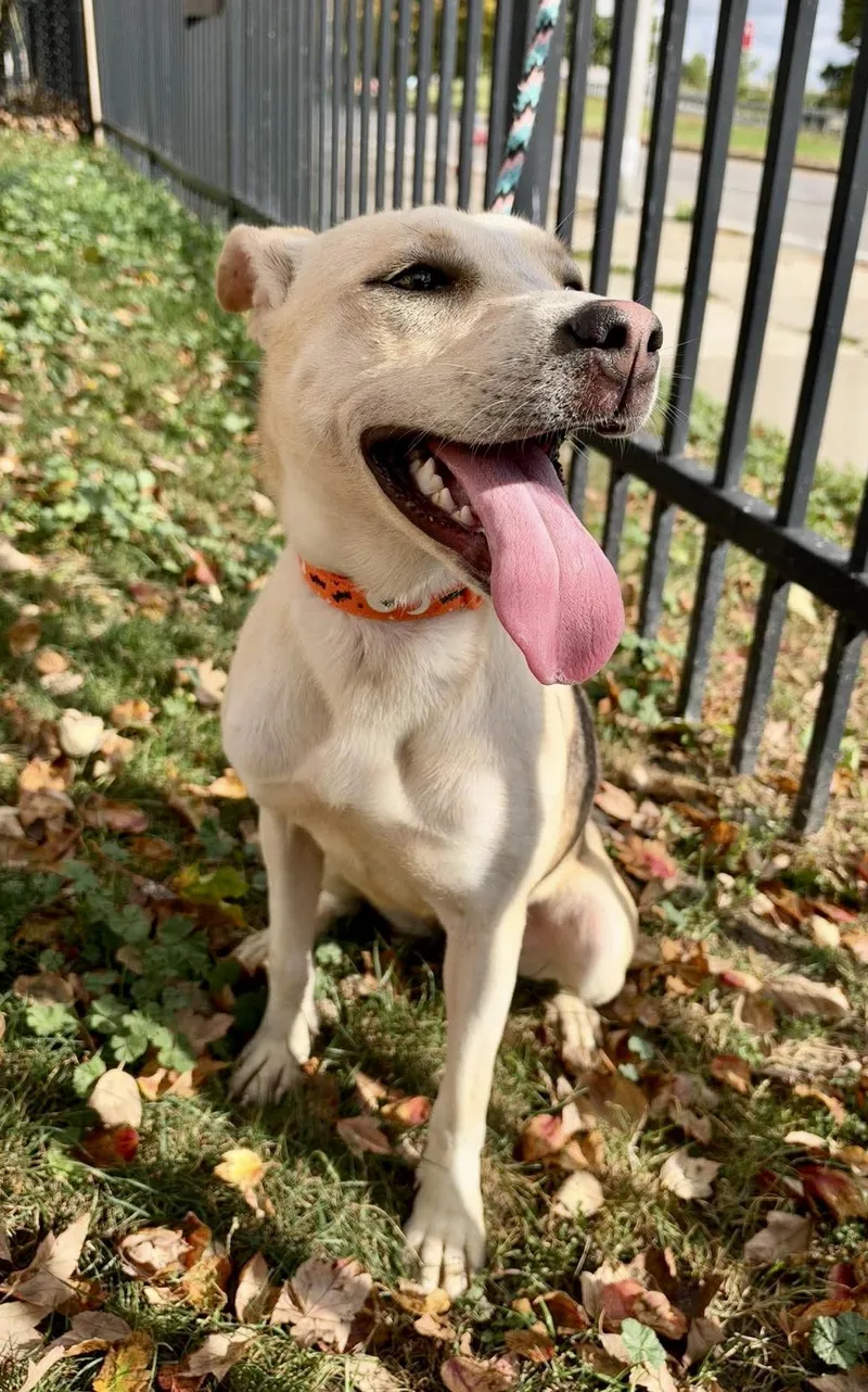 A young medium-sized female Apricot / Beige Shepherd dog named Eva for adoption in Buffalo, NY