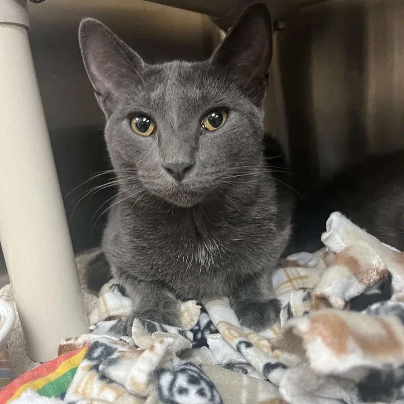 A young large-sized male Gray / Blue / Silver Domestic Short Hair cat named Ignacio for adoption in Naples, FL