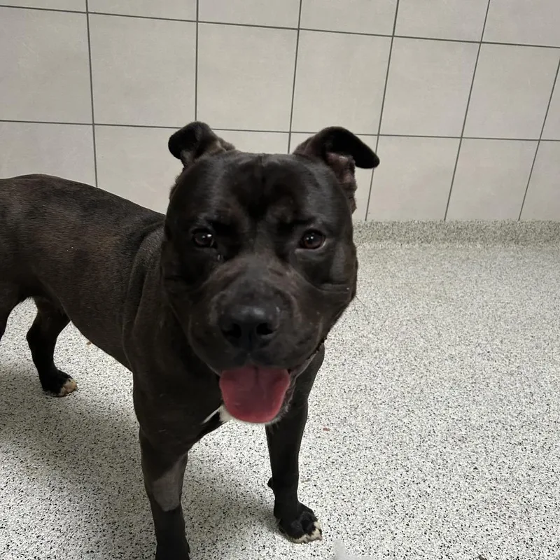 An adult large-sized male Black Mixed Breed dog named Puddles for adoption in Oak Park, IL